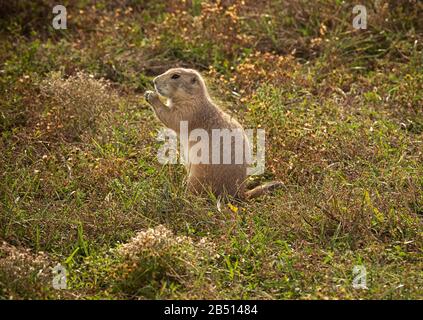SD00318-00...SOUTH DAKOTA - EIN Präriehund, der Touristen beobachtet, die in der Roberts Prairie Dog Town im Badlands National Park vorbeiziehen. Stockfoto