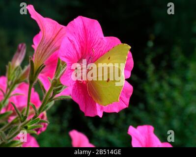 Zitronenschmetterling auf rosa Petunie Stockfoto