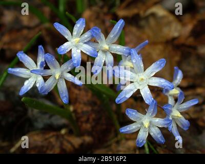 Frühling Sterne Stockfoto