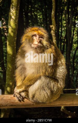 Salem, Deutschland - 15. Sept. 2015: Barbary Macacque in Enclosure at Affenberg, near Salem. Baby-Makaque Stockfoto