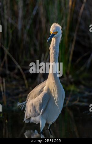 Nahaufnahme eines großen Egret (Ardea alba), das im Merritt Island National Wildlife Refuge in Florida, USA, im Wasser steht. Stockfoto