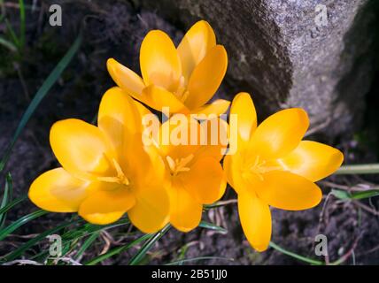 Im Garten blühen gelbe Krokusse. Nahaufnahme. Stockfoto
