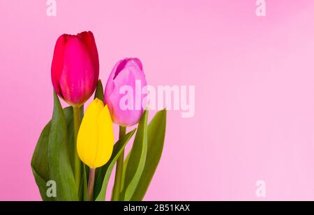 Drei gelbe, rote und rosafarbene Tulpen auf hellrosa Hintergrund. Kopierbereich. Stockfoto