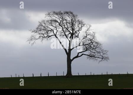 Ein einsamer Baum auf dem Hügel in Colton, Leeds Stockfoto