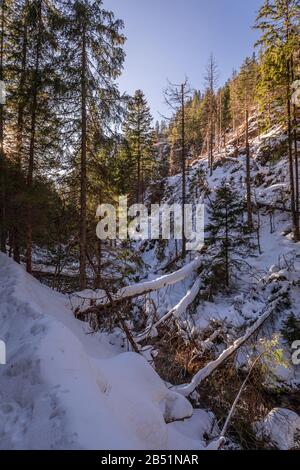 Wunderbarer verschneiten Wald und Fluss im Koscieliska Tal im Winter Stockfoto