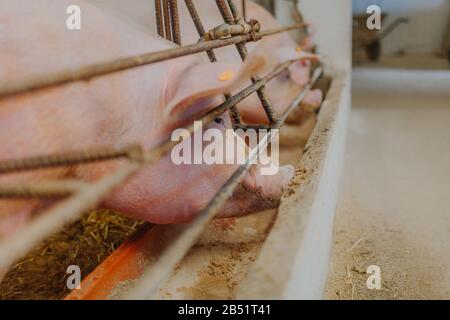 Schweine, die in der Tierhaltung betrieben werden. Stockfoto