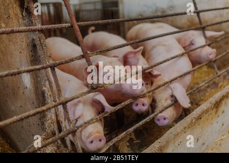 Schweine, die in der Tierhaltung betrieben werden. Stockfoto