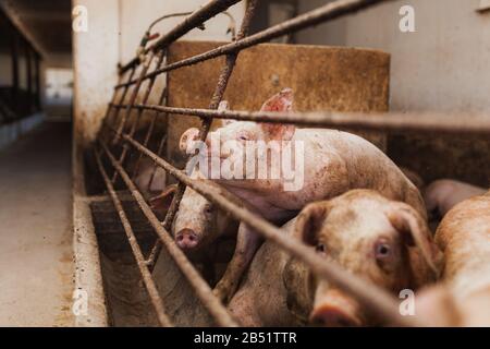 Schweine, die in der Tierhaltung betrieben werden. Stockfoto