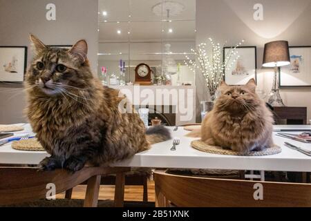 Zwei munchkin-katzen auf einem Küchentisch, die auf etwas Essen warten Stockfoto