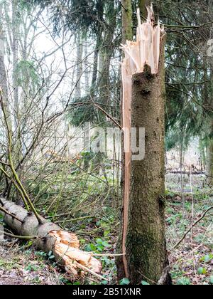 Gebrochene Baum nach Sturm Schäden Stockfoto