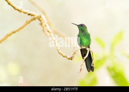 Kolibris, violett kappte Holznymphe, Thalurania glaucopis, auf einem Baumzweig stehend. Frontalansicht. Iguazu, Brasilien. Stockfoto