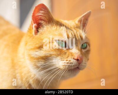 Porträt einer Ingwerkatze im sonnigen Tag im Freien. Stockfoto