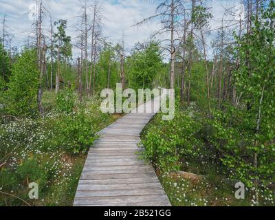 Ein Holzweg führt durch Mischwald mit vielen hohen Bäumen und weißen blühenden Gras. Lange Baumstämme. Ruhe im Sommer. Litauen. Stockfoto
