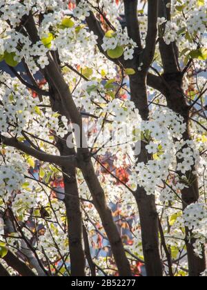 Enge Zusammensetzung von Zweigen und vielen kleinen weißen Blumen an einem Birnbaum im Frühjahr Stockfoto