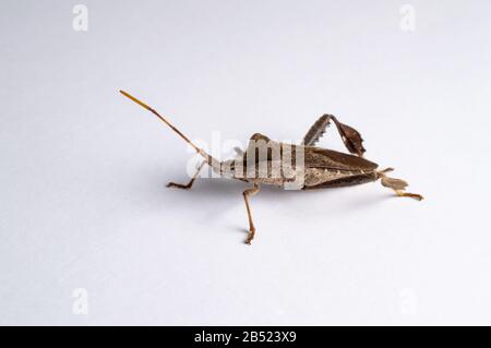 Bärtiges Drachenporträt mit warmem Bokeh-Hintergrund. Nahaufnahme eines bärtigen Drachen (Pogona vitticeps) auf einer hölzernen Oberfläche, weicher Hintergrund. Stockfoto