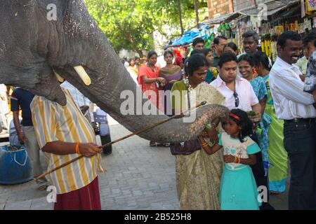 Ein Tempelelefant, der den Menschen Segen gibt (Pondicherry, Indien) Stockfoto