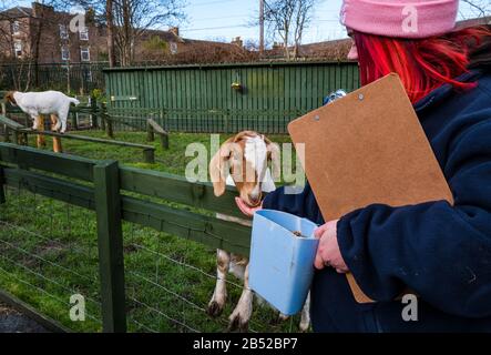 Mitarbeiter, die ein billy Goat Kid auf der Love Gorgie Farm in Edinburgh, Schottland, Großbritannien füttern Stockfoto