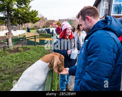 NIC Groom, Edinburgh Rugby-Spieler, füttert billy Goat auf der Love Gorgie Farm Refogn, Edinburgh, Schottland, Großbritannien Stockfoto