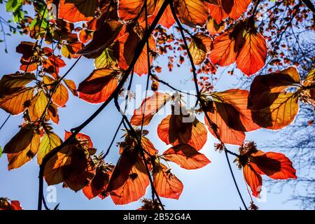 Fagus sylvatica Atropurpurea Frühling frische Blätter Sonnenlicht gegen blauen Himmel Stockfoto