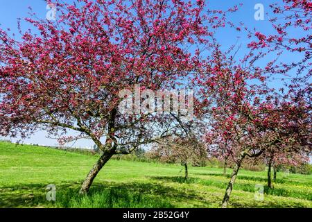 Frühlingsbäume blühen an sonnigem Tag, schönes Wetter. Rosafarbene Apfelbäume auf Obstwiesen Stockfoto