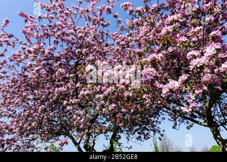 An sonnigen Tagen blühen Frühlingsbäume, schöne, wetterblühende Äste gegen den blauen Himmel Stockfoto