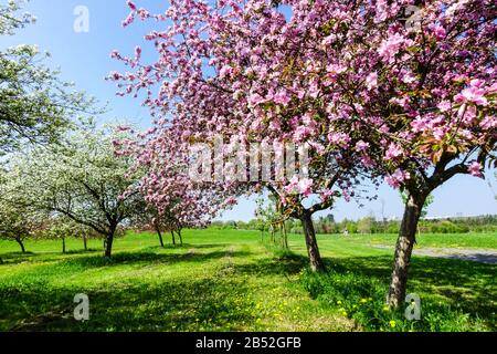 Rosafarbene Blüten von Zierpflanzen-Malus-Bäumen vor blauem Himmel in einem Frühlingsgarten, Frühlingsblühende Bäume in Blüte, sonniger Tag, schönes Wetter Stockfoto
