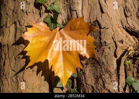 Ahorn verlässt die Rinde eines Baumes. Stockfoto