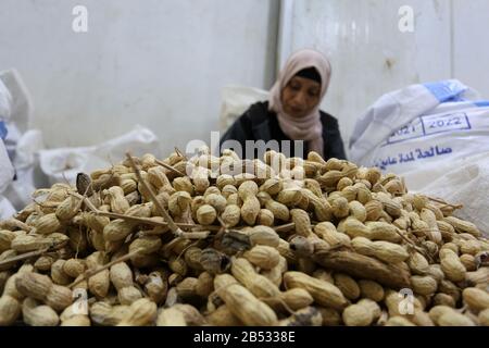 Palästinensische Frauen, die in einer Erdnussfabrik, "Pistachio", arbeiten, werden morgen am 7. März 2020 internationaler Frauentag im Gazastreifen sein. Stockfoto