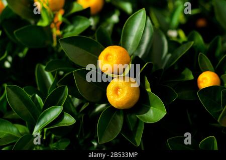 Kleine Zitruspflanzen mit Früchten in Töpfen zum Verkauf im Gartengeschäft. Orange, Zitrone, Kumquat, Mandarinenbäume. Zitruspflanzen für den Innenraum. Stockfoto