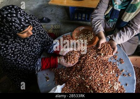 Palästinensische Frauen, die in einer Erdnussfabrik, "Pistachio", arbeiten, werden morgen am 7. März 2020 internationaler Frauentag im Gazastreifen sein. Stockfoto