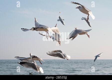 Möwen und Tauben an der Meeresküste am Strand an einem sonnigen Frühlingstag. Stockfoto