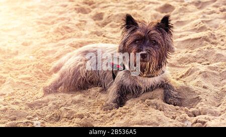 Hund liegt am Strand mit Sand an der Schnauze Stockfoto