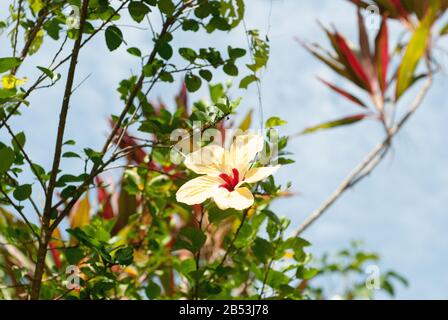 Gelber Hibiskus Stockfoto