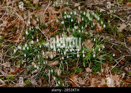 Erste Blumen im Frühling - Schneeflops Wachsen auf einer Wiese. Stockfoto