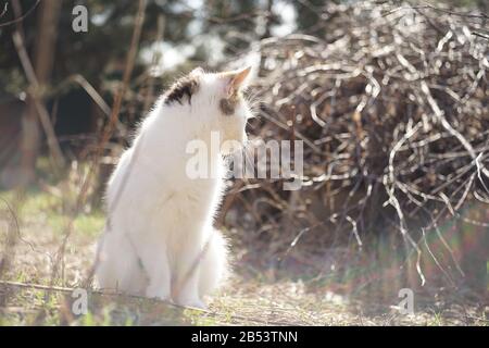 Weiße Kätzchen ruhen auf grünem Gras in einem sonnigen Garten. Stockfoto