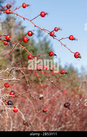 Bunte rote Rosenhüften gibt es im Winter auf wilden Nootka Rosensträußen, mit hohen Nadelbäumen und blauem Himmel im verschwommenen Hintergrund (British Columbia). Stockfoto