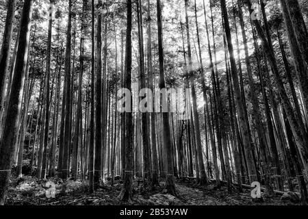 Schwarz-Weiß-Kontrastbild von tiefem Wald in Ohara-Gegend um Kyoto, Japan. Sonniger Tag mit Sonnenstrahlen, die durch Kiefern eindringen. Stockfoto