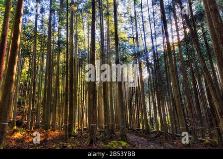 Tiefer Wald in der Gegend von Ohara in Kyoto, Japan, an einem sonnigen Tag mit durch Kiefern durchdringenden Sonnenstrahlen. Stockfoto