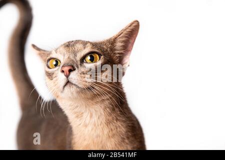 Porträt von jungen blauen abessinier Katze isoliert auf weißem Hintergrund Stockfoto