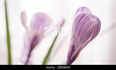 Purpurweiße Krokusblüten schließen geschlossene Knospen Stockfoto