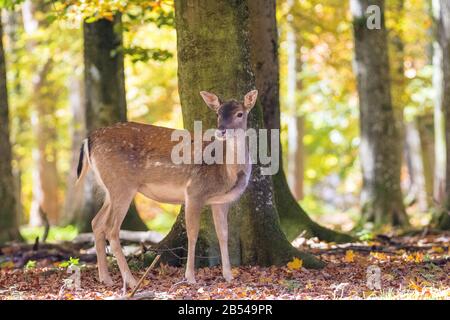 Damhirsch (Dama dama, Cervus dama) Lässt Deer • Baden-Württemberg, Deutschland, Deutschland, zu Stockfoto