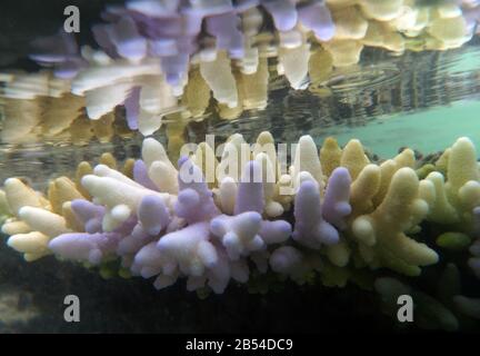 Eine flache Akropora-Korallenkolonie, die verschiedene Stufen des Pallings, Fluorescings und Bleichens zeigt. Heron Island Riff Flat, Capricorn Bunker-Gruppe, Great Bar Stockfoto