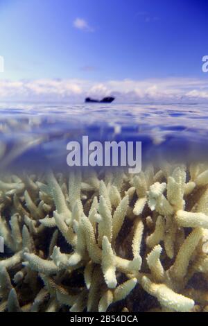 Bleichende flache Acropora-Koralle auf Riffebene, Heron Island, Capricorn Bunker Group, Great Barrier Reef, Queensland, Australien, 7. März2020 Stockfoto