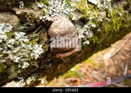 Ein Tinder-Conk-Pilz, Fomes fomentarius, der auf einer toten, mit Moos bedeckten Rotbirke wächst, Betula occidentalis, am unteren Ende des Callahan Creek, Stockfoto