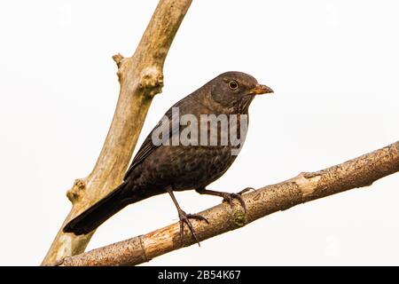 Gemeiner Schwarzvogel, Turdus merula, Weibchen thront im UK Garden Stockfoto