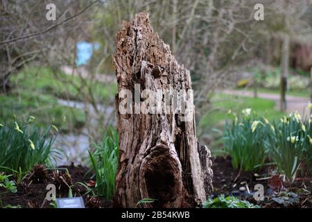 Rotting Tree Stump Insect Hotel, Droitwich Spa, Worcester, England, Großbritannien, 07/03/2020, Der Stumpf oder Baumstumpf ist ein kleiner Rest von t Stockfoto