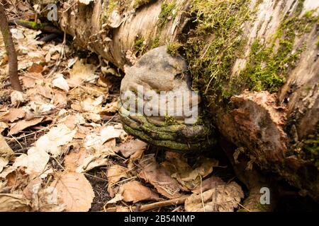 Ein alter Tinder Conk Pilz, Fomes fomentarius, der auf einer Papierbirke wächst, am unteren Ende des Callahan Creek, in Troy, Montana. Stockfoto