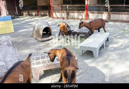 23. Februar 2020 - Orlando, Florida: Ziegen in der Sektion Zuneigung im Disney's Animal Kingdom Stockfoto