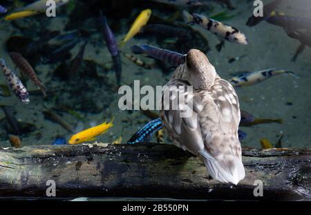 Ein grau-weißer marmorierter Teelvogel beobachtet einige Cichliden, die in einem klaren Pool herumschwimmen Stockfoto