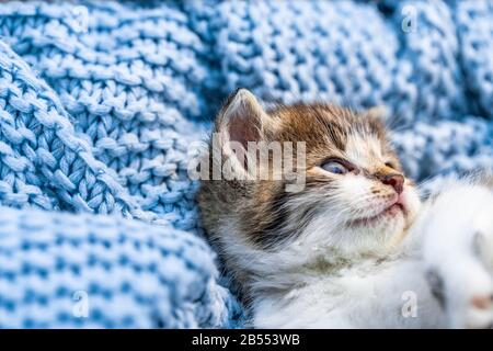 Süßes Tabby-Kätzchen, das sich auf der blauen Decke entspannen lässt, mit weit geöffneten blauen Augen, die auf die Kamera blicken. Nahaufnahme Stockfoto